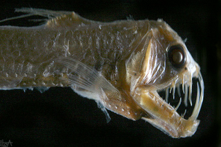 Illustration for article titled These Sea Creatures Are Clearly From Outer Space